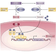 Ингибиторы ароматазы