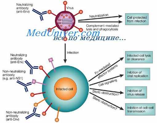антигенность иммуноглобулинов