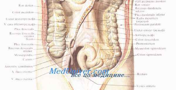 Аппендикс. Червеобразный отросток. Топография червеобразного отростка