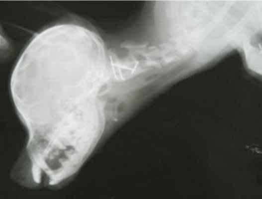 You are currently viewing Атланто-аксиальный подвывих у декоративных пород собак (Атланто-аксиальная нестабильность/ С1-С2 нестабильность у декоративных пород собак)