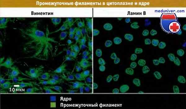 Промежуточные филаменты