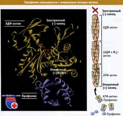 Профиллин и актин