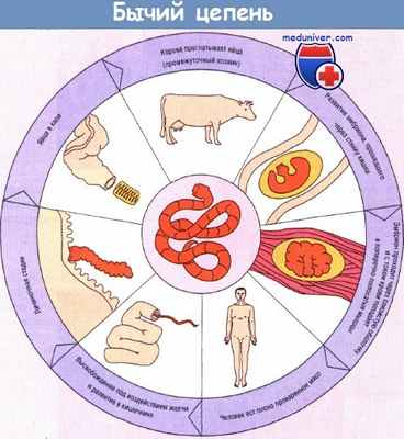 Бычий цепень