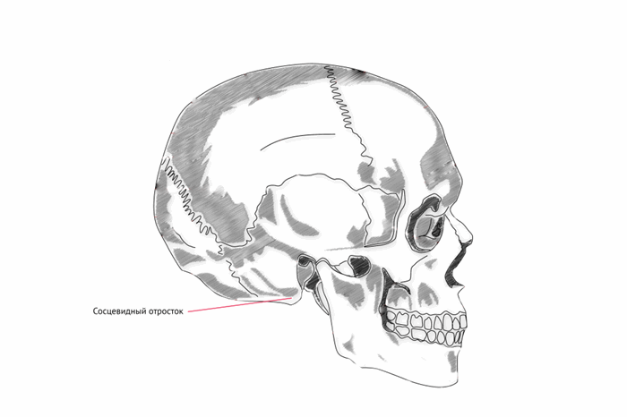 Сосцевидный отростк височной кости.png