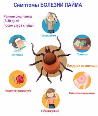 Симптомы при Лайме.jpg