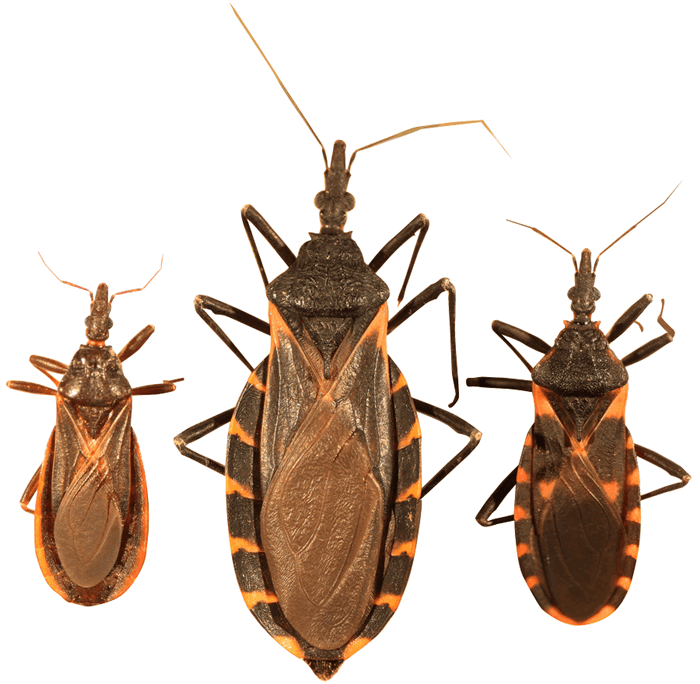 Three_species_of_kissing_bugs.png