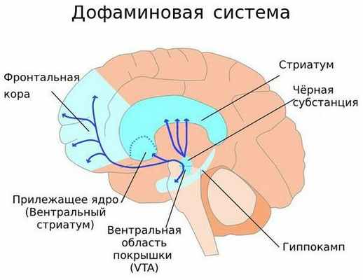 Пути движения дофамина в головном мозге