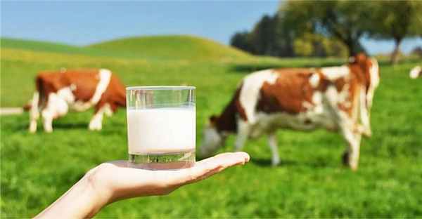 Парное молоко и не только. Как можно заразиться бруцеллёзом?