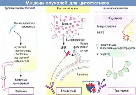 Мишени опухолей для цитостатиков