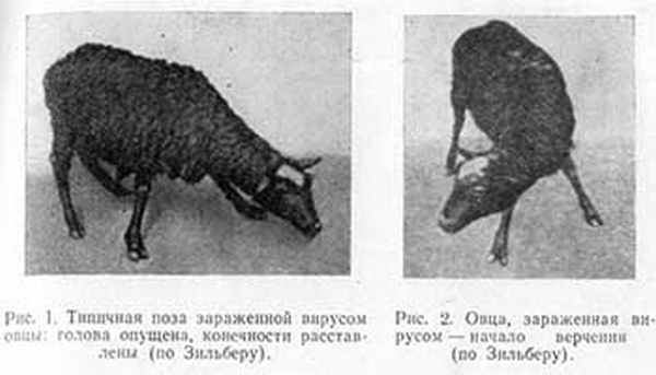 cenuroz-cerebralnyj-vertyachka_001