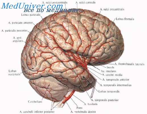 церебральный метаболизм