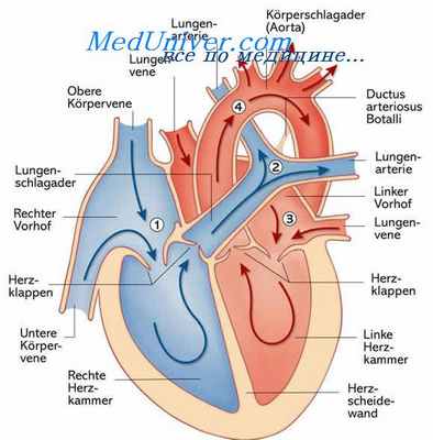 электростимуляция при стенокардии