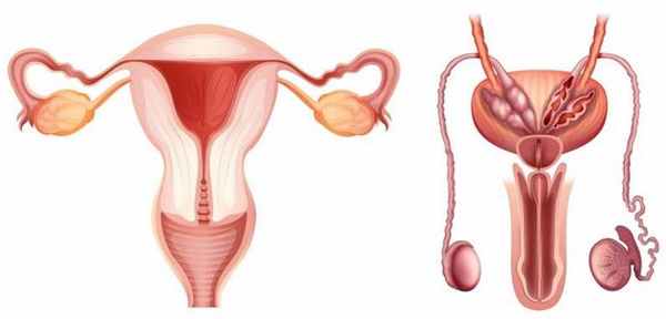репродуктивная система мужчин и женщин