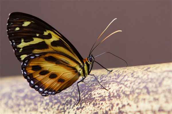 Бабочка в ходе опыта