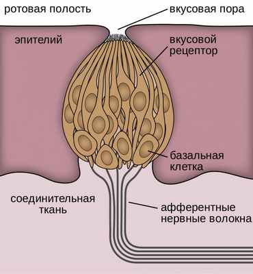 Строение приёма пищи у насекомых