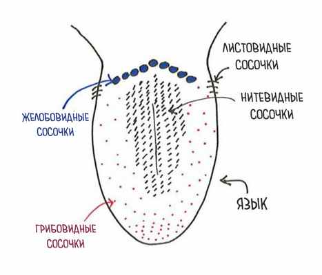 Tongue Papillae Diagram