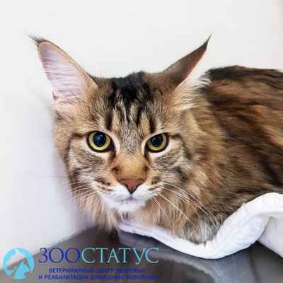 цистоизоспороз у кошек