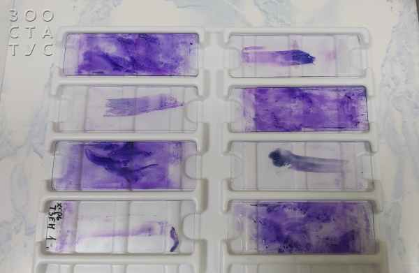 цитология у животных