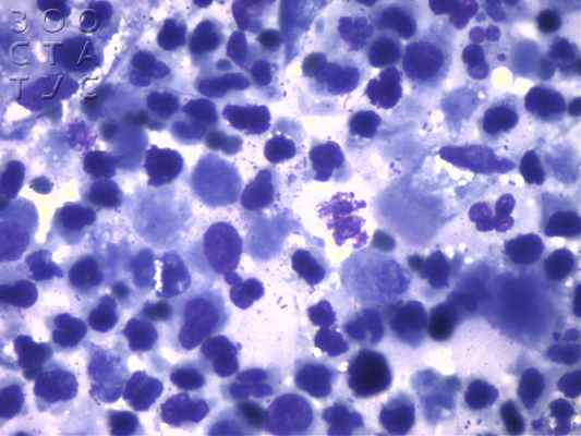 цитология у животных