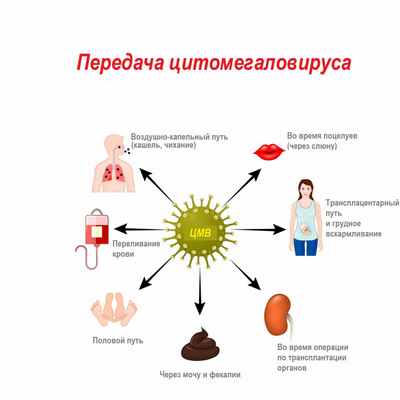 Передача вируса.jpg