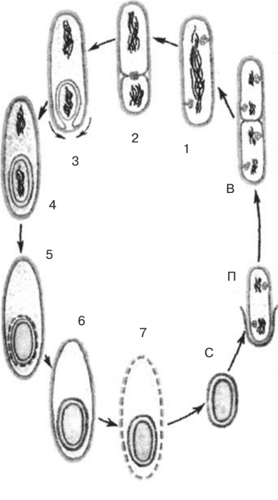 Цикл развития спорообразующих бактерий