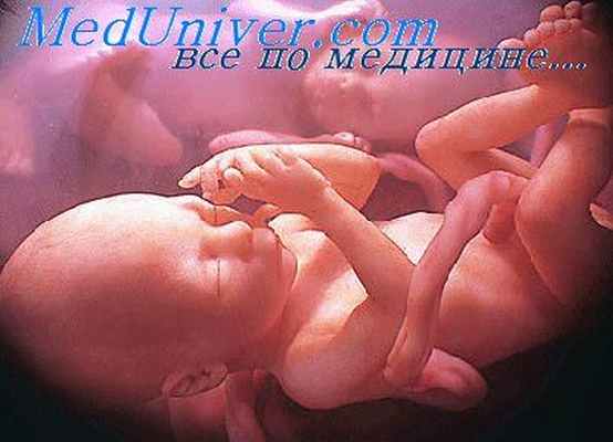 цитоплазма клеток