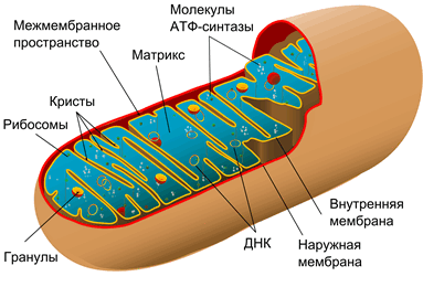 Animal_mitochondrion_diagram_ru.svg.png