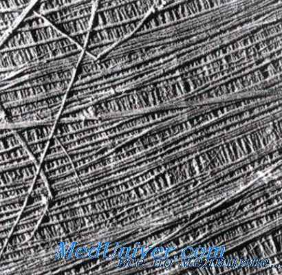 царство животные