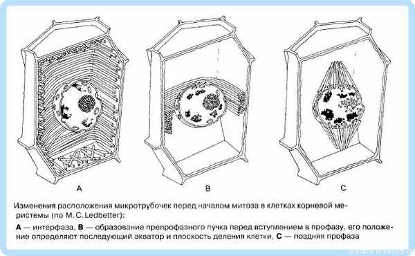 строение животной клетки