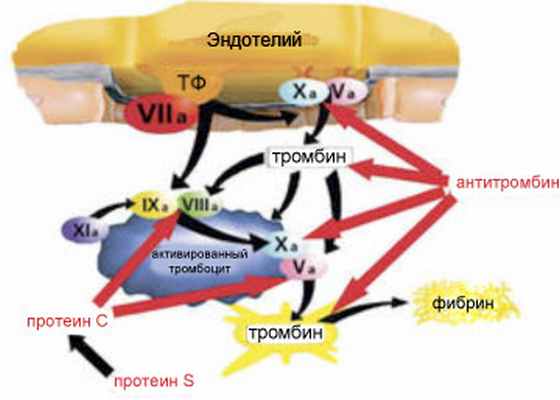 antithrombin3_2.jpg