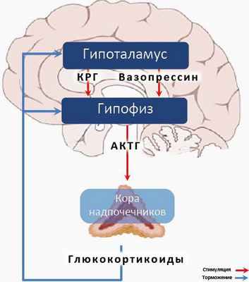 Гипотоламо-гипофизарная ось