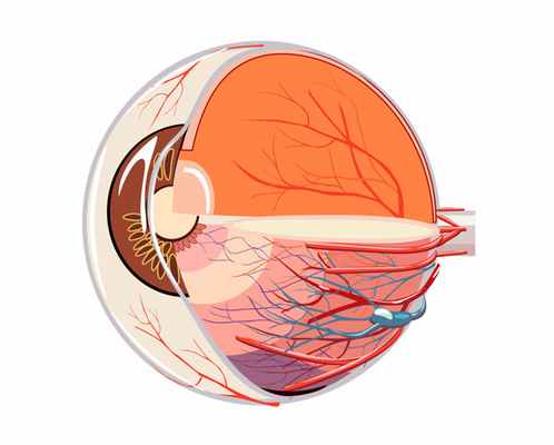 стекловидное тело деструкция