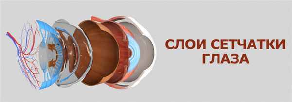 строение сетчатки глаза