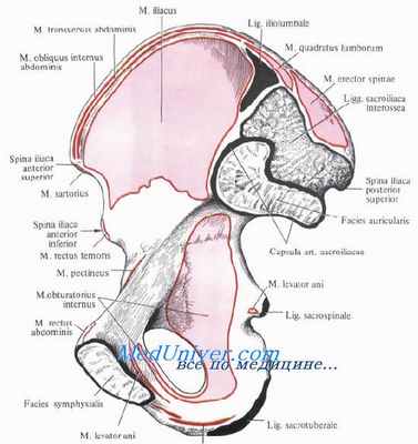 Диафрагма таза. Топография диафрагмы таза. Строение диафрагмы таза