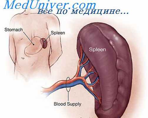 диагностика лейкозов
