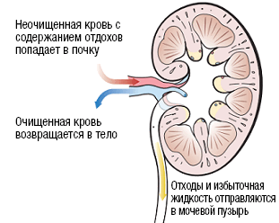 Рисунок 2. Механизм работы почек