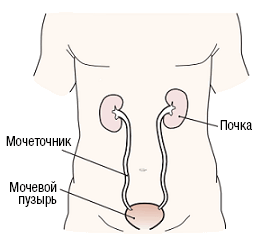 Рисунок 1. Почки