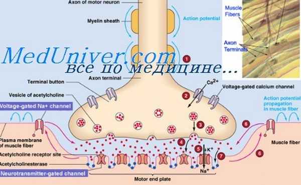 датролен при мышечной спастичности