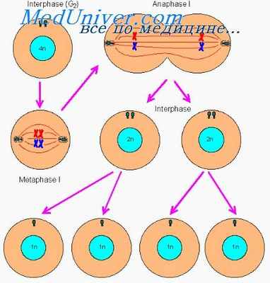 дифференциация клеток