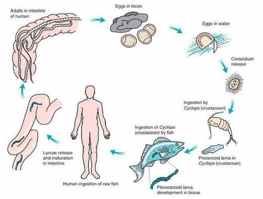 Развитие и паразитирование широкого лентеца