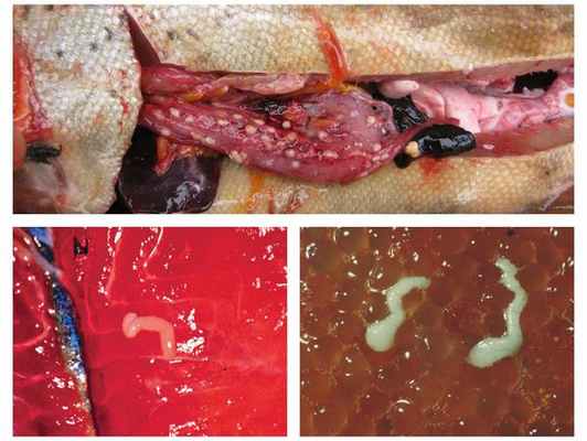 Личинки лентеца в рыбе и икре