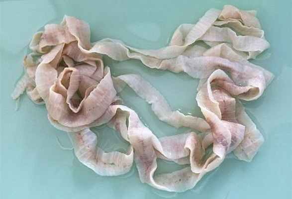 Широкий лентец