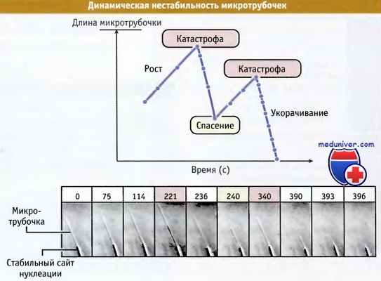 Динамическая нестабильность микротрубочек