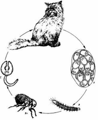 Дипилидиоз