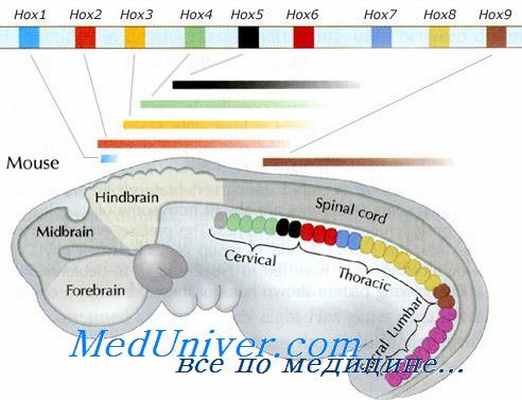 аорта эмбриона