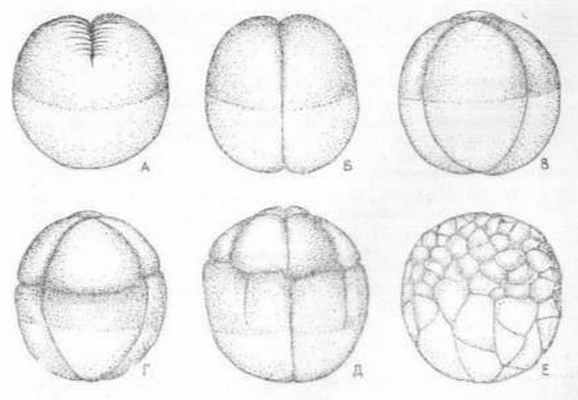 Последовательные стадии дробления (А - Е) яйца лягушки (по Балинскому)