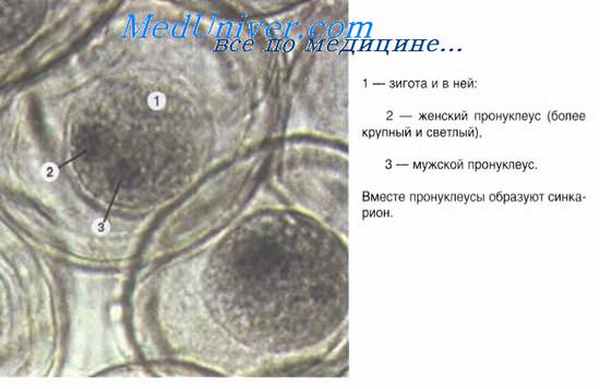 дробление яйцеклетки