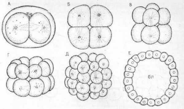 Последовательные стадии полного равномерного дробления (А-Е) яйца голотурий
