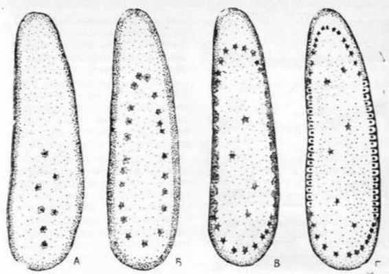 Последовательные стадии (А - Г) поверхностного дробления жука. Ядра дробления постепенно выходят на поверхность яйцеклетки, образуя перибласт (по Белоусову)