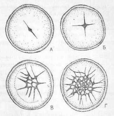 Последовательные стадии дискоидального дробления (А - Г) яйца курицы. Вид на зародышевый диск сверху (по Белоусову)